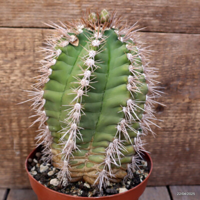 M86 GYMNOCALYCIUM CHACOENSE pot14-H19-W13 cm MaMa Cactus | eBay