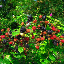 2 Live Chester Blackberry Plants – 4–6” Tall – No Pot – Rubus Blackberry Bush