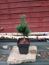 Pinus parviflora Schoon's Bonsai - grafted  in 2L pot bonsai subject
