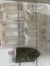 5000 Daphnia Magna  1 gallon food . Buy 3 Or More, Free Overnight Shipping.