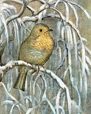Robin on a Snowy Tree Branch Vintage Drawing Giclee Print on Fine Art Paper