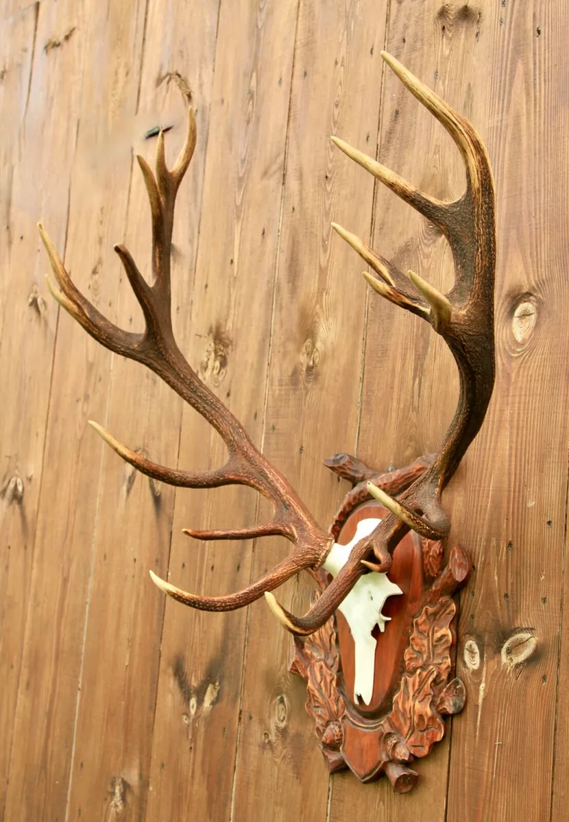 REAL NATURALLY SHED RED DEER ANTLERS ON A FAUX METAL SKULL TROPHY TAXIDERMY