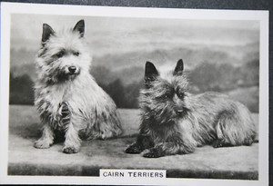 CAIRN TERRIER  Vintage 1939 Photo Card  AF27MS