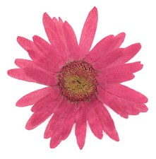 Pressed flowers, large daisy pink 10pcs floral art, resin craft