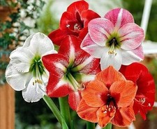 Pretty imported Amaryllis Lily Flower Bulbs Pack of 2 Bulbs