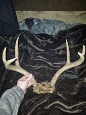 Incredibili corna di cervo coda bianca 3pt