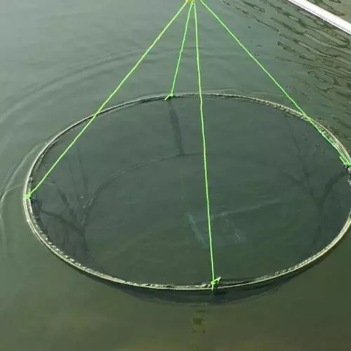 Faltbar Fischernetz Köderfischsenke Angelnetz Senknetz Masche Garnelen Gipsnet - Bild 8 von 17