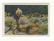 German World Wonders Series. Four-eyed Cobra, India