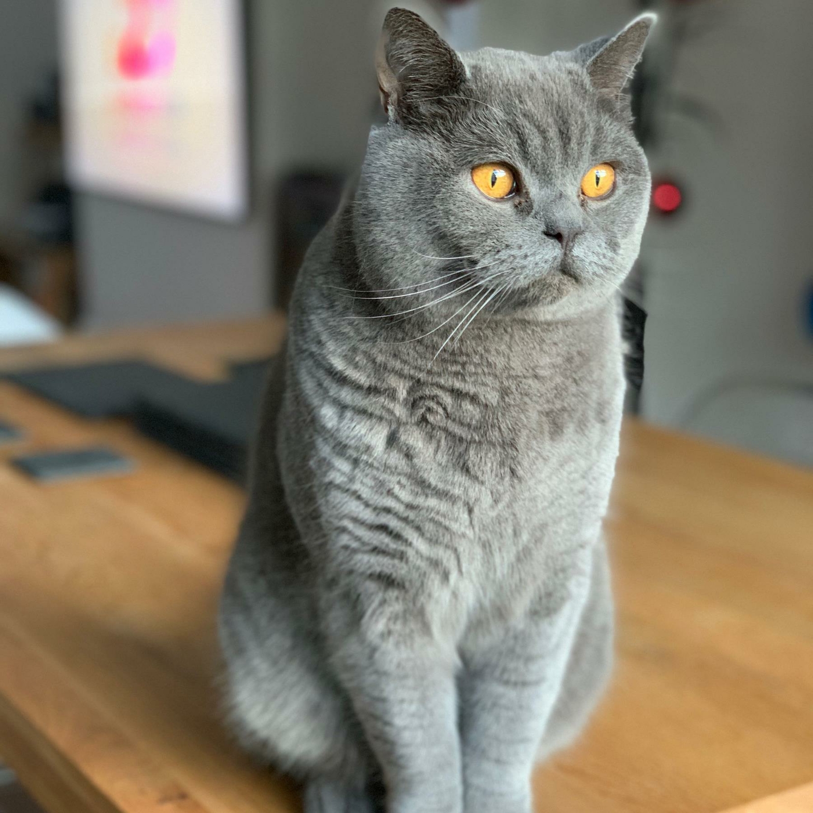royal canin british shorthair 20kg