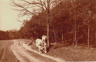 Postcard shepherd + cows on the edge of the forest