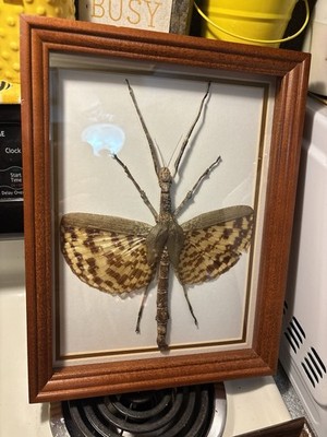 Wood and Glass Framed Real Insect Specimen (Phasma gigs)  