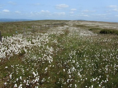 Photo A2 A Sea of Cotton Grass Hawks Stones Part of the summit ridge on  c2013
