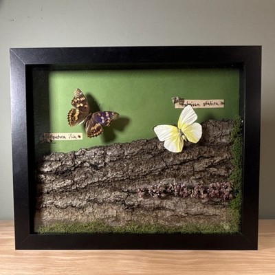 Apatura ilia & Aphrissa statira Butterfly Specimen Wood Picture Frame Display