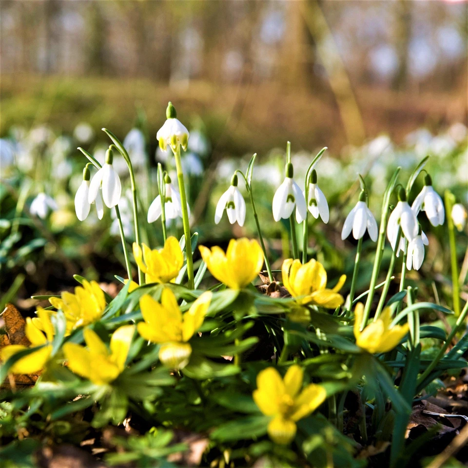Bombillas fáciles de cultivar Eranthis y Galanthus mezcla final de invierno, flores de principios de primavera Foto 2 de 4