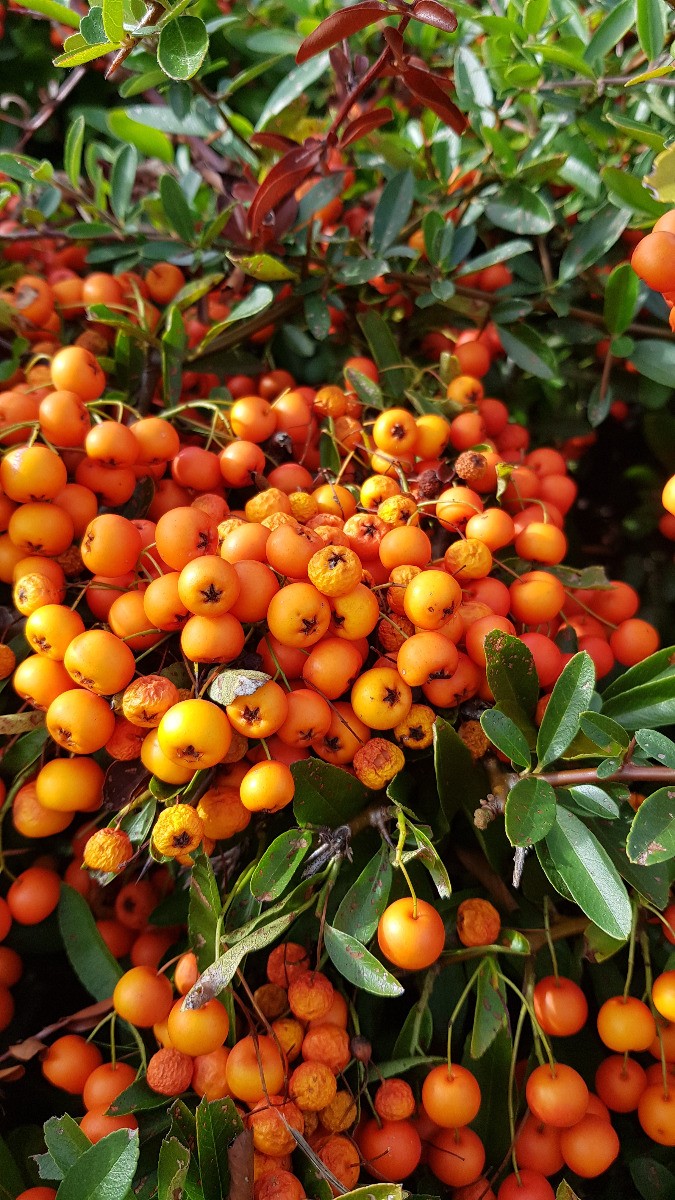 Pyracantha Orange Glow en conteneur de 10L pour haie persistante