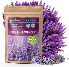 English Lavender Seeds for Planting Outdoors or Indoors, 7000 Heirloom Non-Gmo