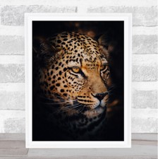 Leopard Namibia Africa Wild Big cats Wall Art Print