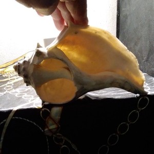Large Natural Conch Sea Shell Seashell Display Decorative Beach Decor