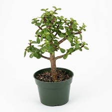 Live Elephant Bush Bonsai Tree Portulacaria Afra Pre-Bonsai Indoor Potted 10"H