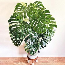 Monstera Thai Constellation   4  Pot Shipped Without Pot, Soil Included 