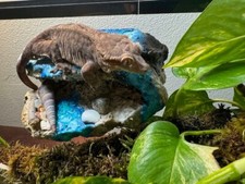 Magnetic Rock Ledges for Terrariums and Cages Works for all sorts of Reptiles