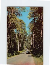 Postcard Majestic Norway Pines Northern Lake Country