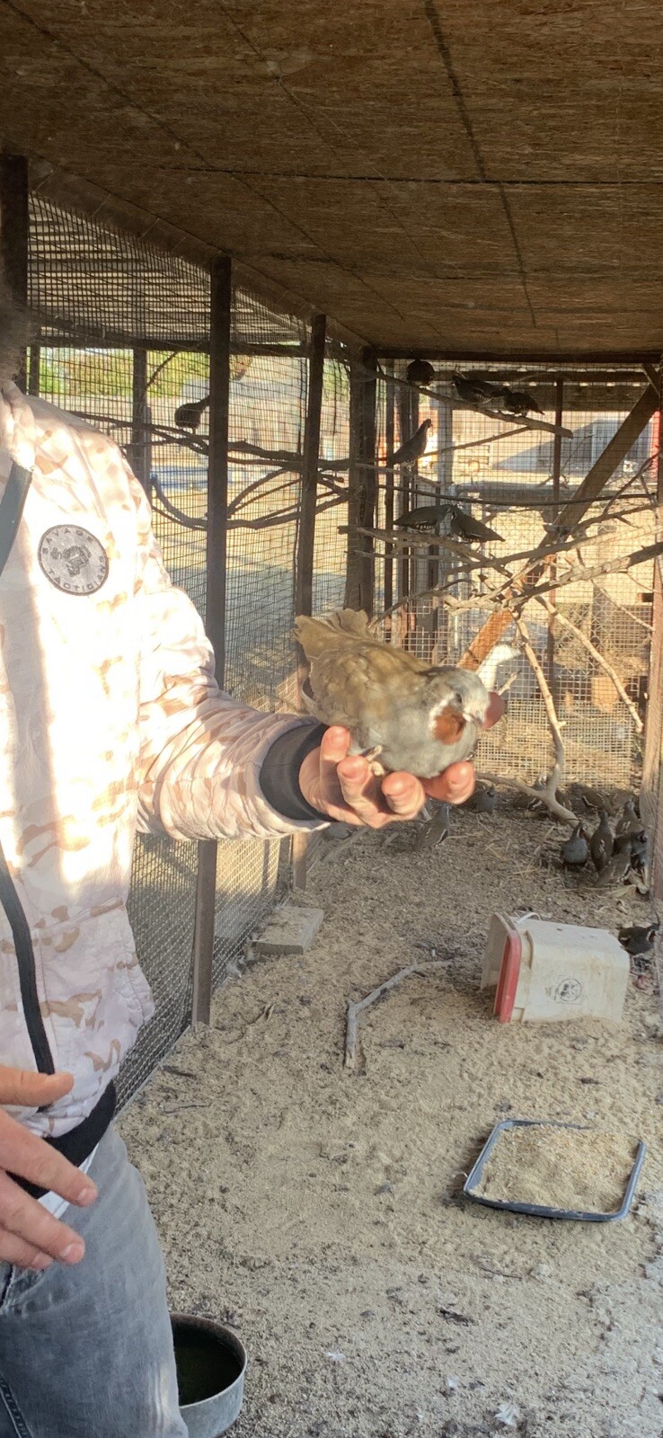 10 mountain quail hatching eggs. eBay