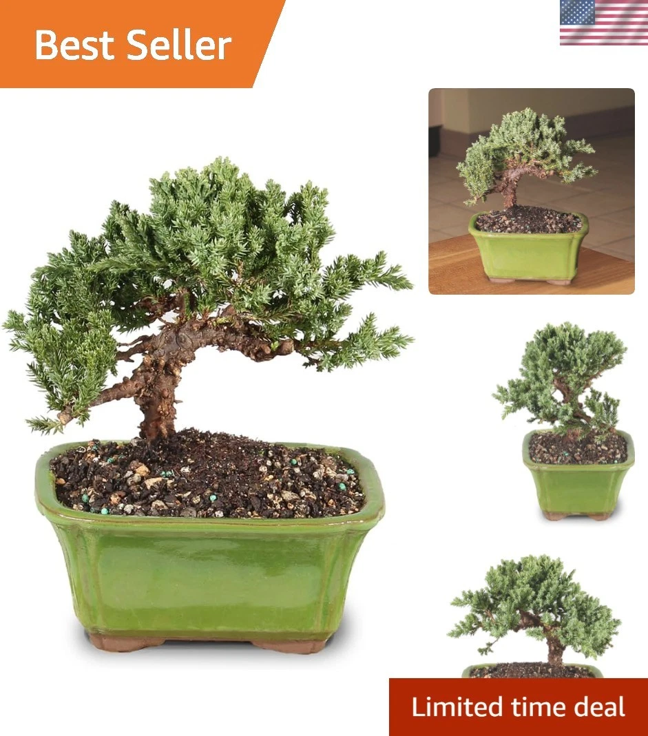 Las mejores ofertas en Juniper Bonsai pleno sol Bonsais | eBay