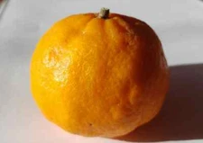 Citrus reticulata JUANITA TANGERINE - COLD HARDY Tree SEEDS!
