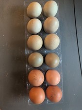 12 Rainbow Hatching Eggs - Read Description