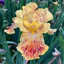 Tall Bearded Iris Rhizome "TIGER HONEY" Brad Kasparek 1994 AWARDS!