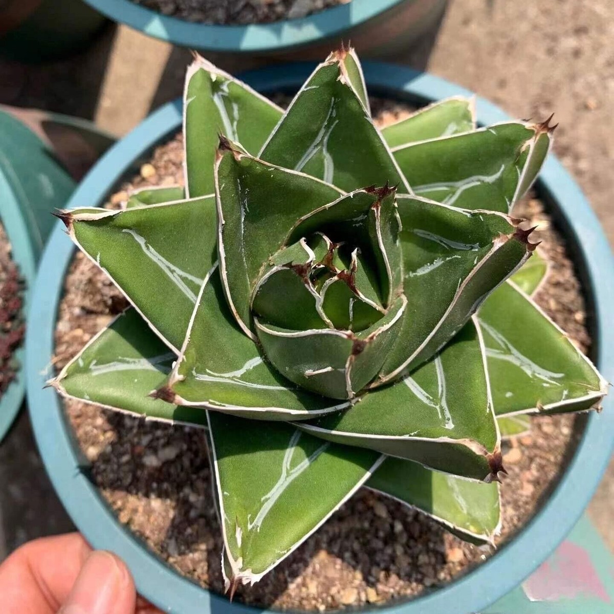Agave victoriae-reginaeSuper WideRareagave beautiful succulent plants  8-10cm | eBay