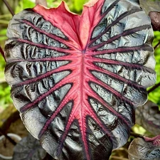 Colocasia Live Bulb Psylocke Tuber New Hybrid Free Phytosanitary Certificate