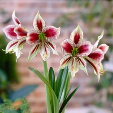 Easy to Grow Amaryllis Papilio Butterfly Bulb Indoor Holiday Outdoor Zones 9-11