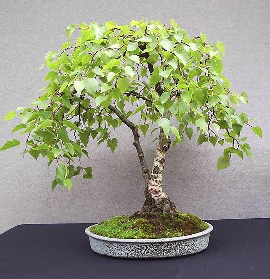 100 White Paper Birch Tree Seeds for Planting Highly Prized Bonsai | eBay