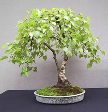 100 White Paper Birch Tree Seeds for Planting Highly Prized Bonsai