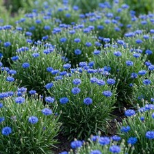 Landscaper's Pack Cornflower Bachelor Button DWARF BLUE Non-GMO 1500 Seeds 