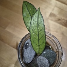 Hoya Crassipetiolata Splash - Wax Plant -  - Rooted Live Plant - Lightly Splash