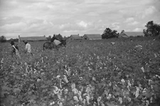 8" x 10" "Riders" bring in the sacks of cotton on mule's back