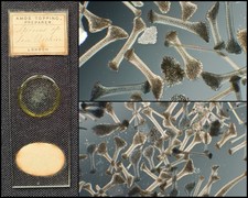  on The Hot Collector