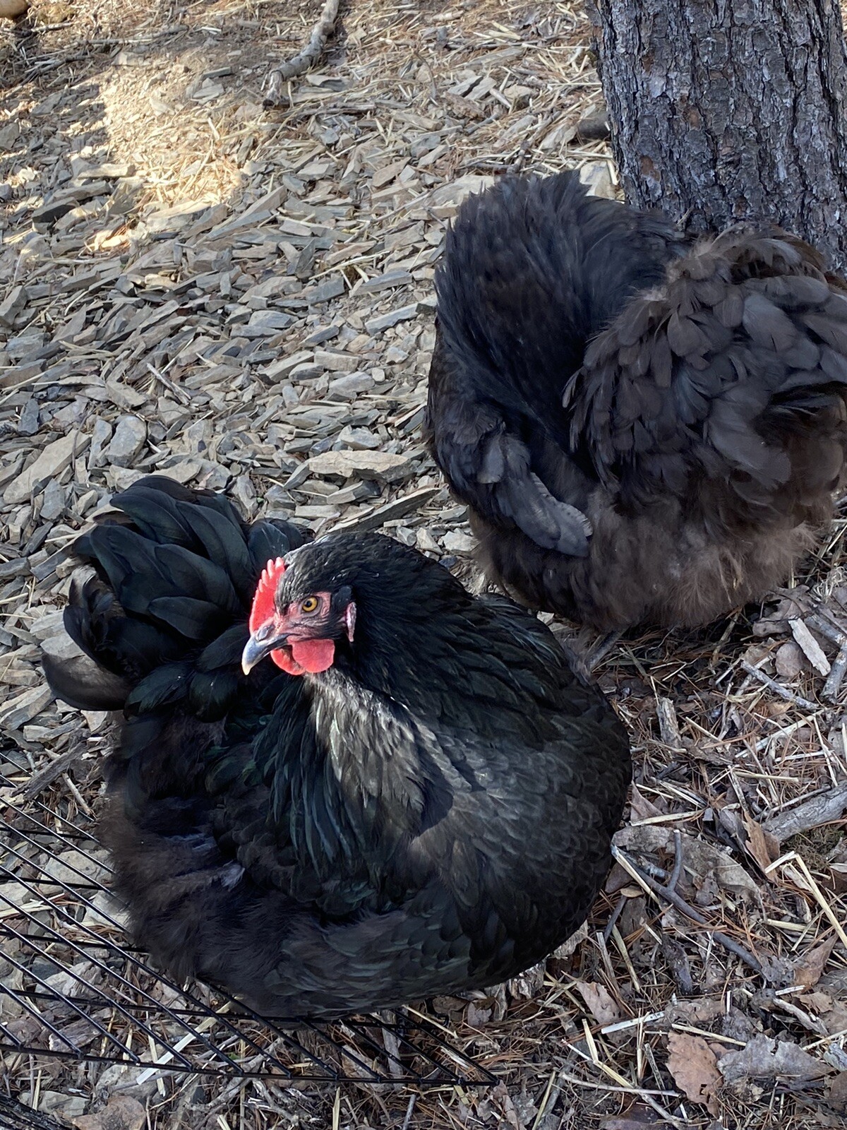 10 Black/ Chocolate English Orpington Hatching Eggs Large Full Supper Fluffy. Love Gorey