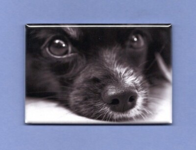 PAPILLON *2X3 FRIDGE MAGNET* DOG PET MAN'S BEST FRIEND K9 PUPPY EARS SMALL BLACK