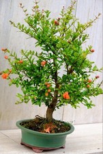 Prebonsai bonsai Melograqno V18