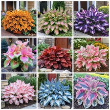 330 Hosta Seeds for Planting - Perennial Outdoor Garden