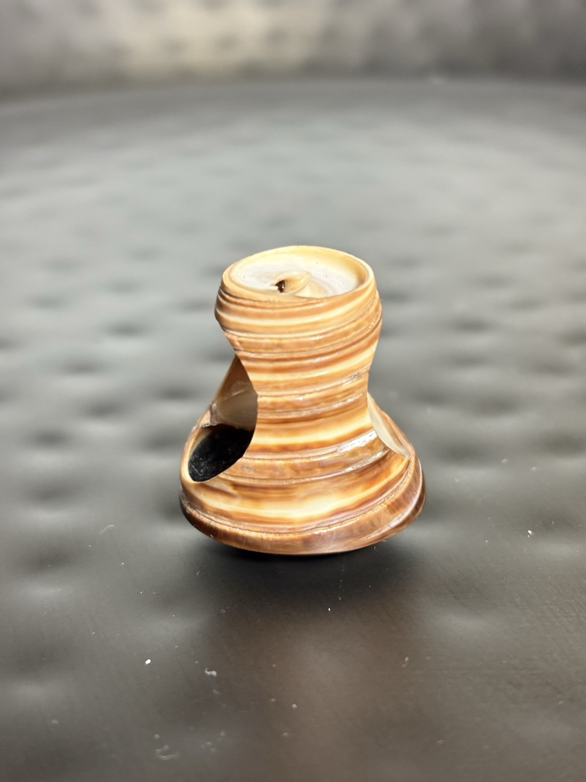 Spiral Shell Carved Seashell Ring Double Sided Si… - image 7