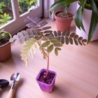 Jeune arbre Tamarinier • Tamarindus Indica