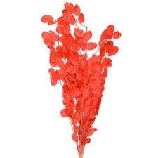 Silberblatt Getrocknet Rot Lunaria 65-70cm Trockenblumen Deko