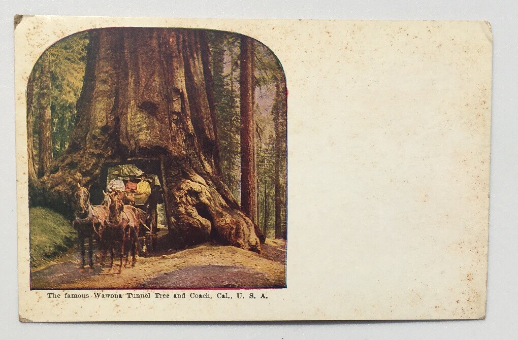 Wawona Tunnel Tree And Coach California Vintage Postcard C. 1907 thumbnail 2