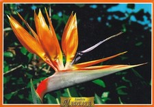 MADERIA ~ ESTRELICIA ~ PORTUGAL ~ USED ~ POSTED ~ POST DATE ON CARD 2014