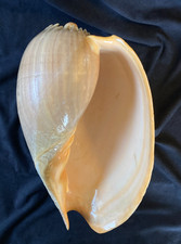 VOLUTIDAE Melo broderipii 255.0mm Zamboanga, Philippines 2016 - Make some room!